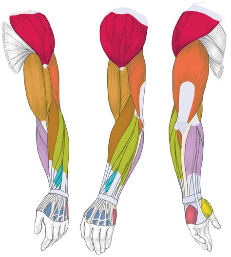 Arm Anatomy Muscular