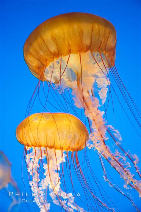 Sea Nettles Chrysaora Fuscescens 14085