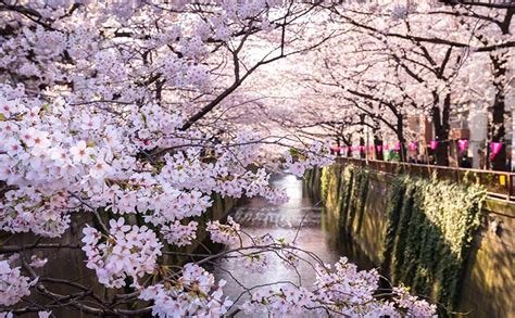 Les Cerisiers En Fleurs Au Japon Où Les Admirer Asiafr