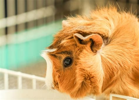 Lice Infestation in Guinea Pigs | petMD