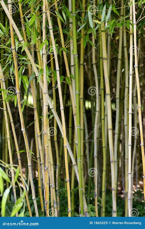 Bamboo Stock Image Image Of Materials Asian Oriental 1865329