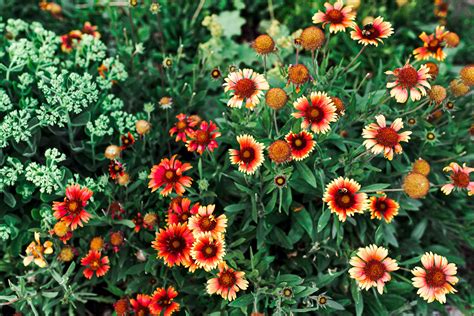 How To Grow And Care For Blanket Flower Gallardia