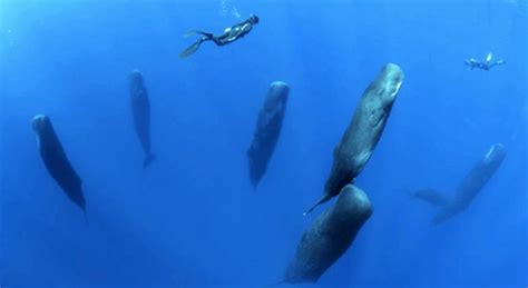 An Amazing Discovery Sperm Whales Sleeping Vertically Nspirement