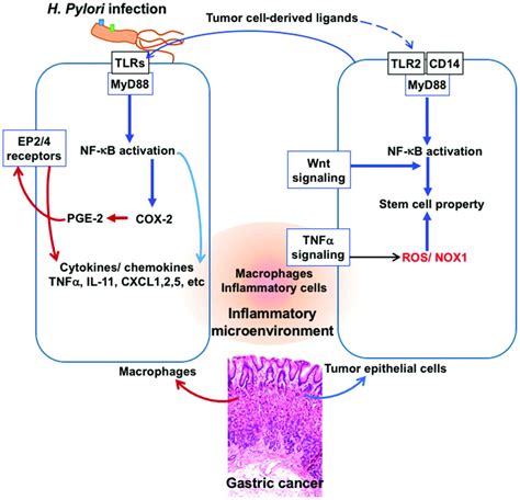 From Inflammation To Gastric Cancer Role Of Helicobacter Pylori Review