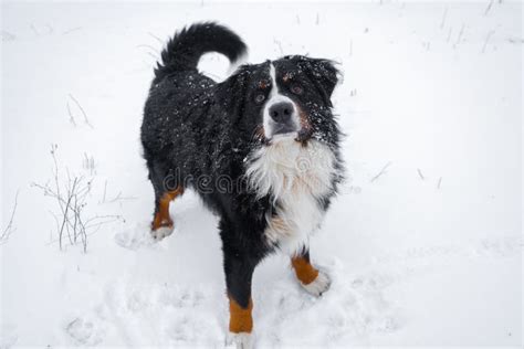 Bernese Mountain Dog With Snow On His Head Happy Dog Walk In Winter