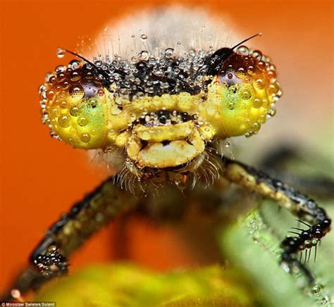 Stunning Macro Pictures Of Sleeping Insects Covered In
