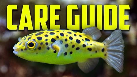 How To Keep Green Spotted Puffer Fish Care Guide Youtube