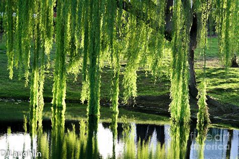 Weeping Willow Tree Reflections Photograph By Dj Laughlin