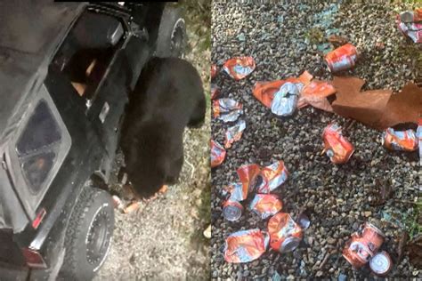 Black Bear Breaks Into Canadian Womans Car Drinks 69 Cans Of Pop