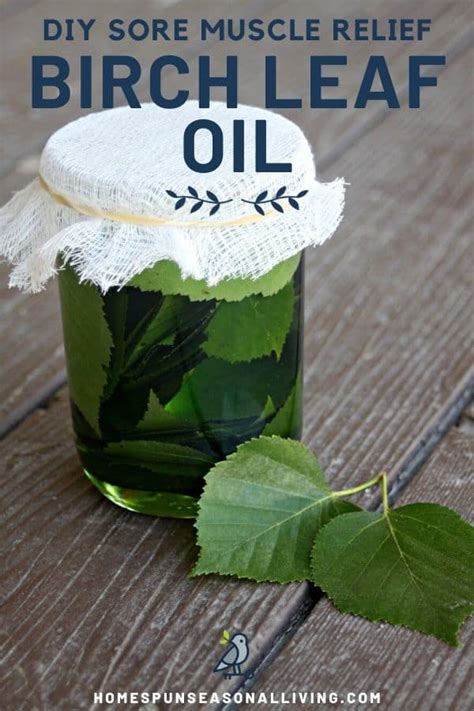 Make Birch Leaf Oil For Sore Muscles Homespun Seasonal Living