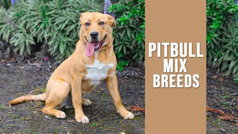 Pitbull Mix Breeds That Are Amazing And Adorable Petmoo
