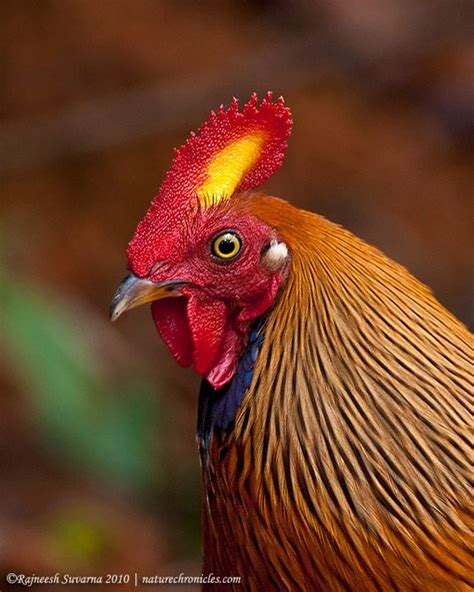 Sri Lanka Junglefowl Photo By Rajneesh Suvarna Chicken Beautiful