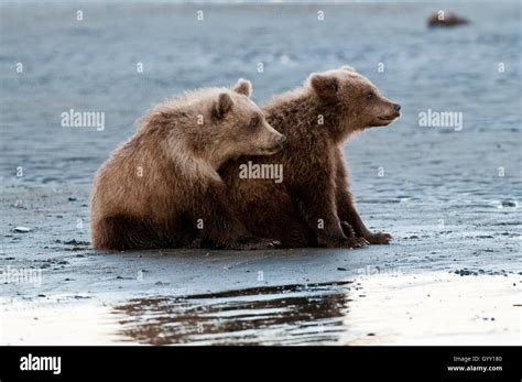 Brown Bear Cubs Ursus Arctos On Tidal Flat In Lake Clark National