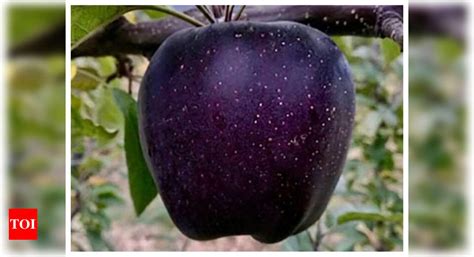 What Is Black Diamond Apple And Is It Healthy Times Of India