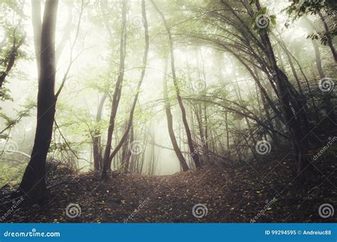 Enchanted Forest With Sunlight Through Fog Stock Image Image Of