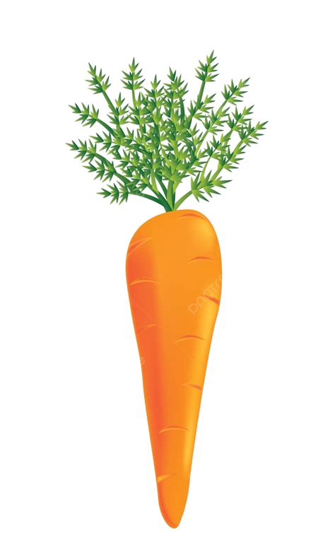 Carrot Vector Nature Image Illustration Vector Nature Image