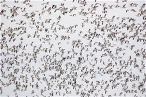 Und wie finden sie ihren viele erst durch zufall stieß man darauf, dass die vögel überhaupt im winter in den süden ziehen. Wann kommen die Vögel wieder? - Hinweise
