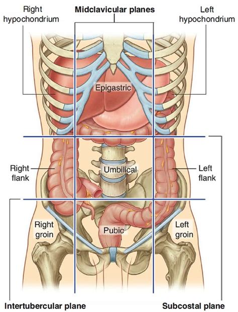 Digestive System Body Anatomy Large Intestine Intestines Anatomy