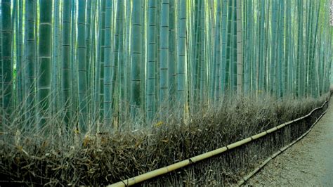 Exploring Kyotos Sagano Bamboo Forest