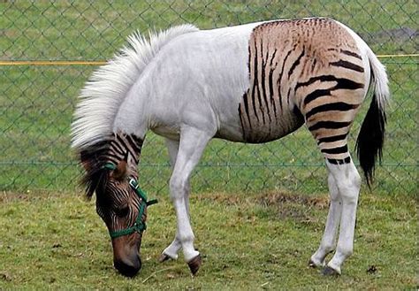 Pin On Zonkeys Zebra X Donkey And Zorses Zebra X Horse
