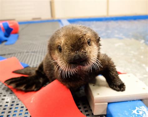 Two Rescued Baby Sea Otters Find Forever Home At Georgia Aquarium Abc