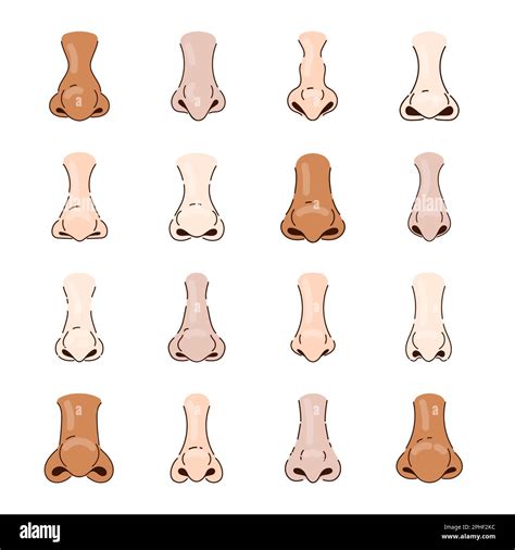 Different Human Noses Cartoon Illustration Set Stock Vector Image And Art