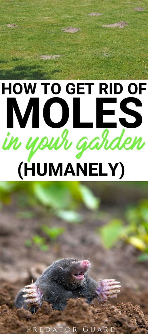 Discover the best mole trap of the year. How to get rid of Moles in the Garden Humanely | Chickens ...