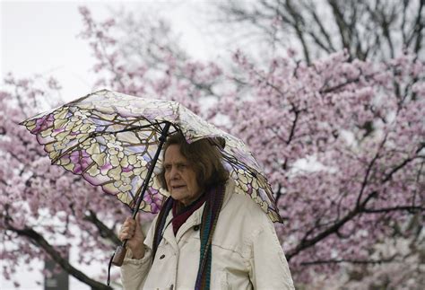 Photos Cherry Blossoms 2022 Wtop News
