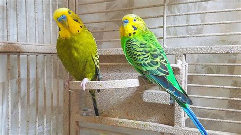20 Minutes Budgies Parakeets Singing Chirping Talking
