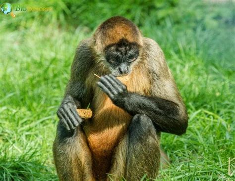 Spider Monkeys | All 7 Types of Spider Monkeys | Diet | BioExplorer