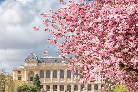 Hanami 6 Endroits Où Voir Les Plus Beaux Cerisiers En Fleurs à Paris