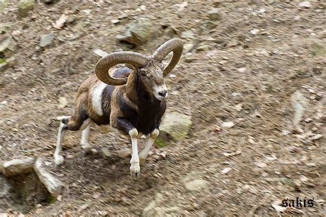 Cyprus Mouflon Ovis Gmelini Ophion Lavramis V Sakis Flickr
