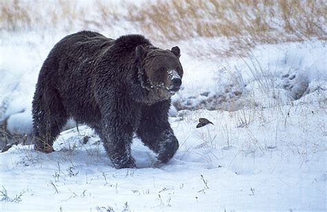 Yellowstone Reports First Grizzly Bear Sighting Of 2021 Daily Inter Lake