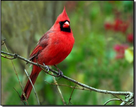 Male Cardinal Perched On A Tree Branch Birds Photo 36098663 Fanpop