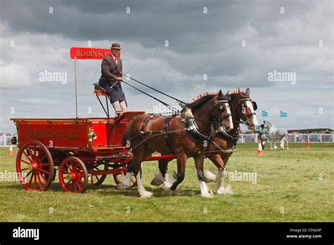 Two Shire Horses Pulling A Robinsons Ales Brewers Dray At The Anglesey