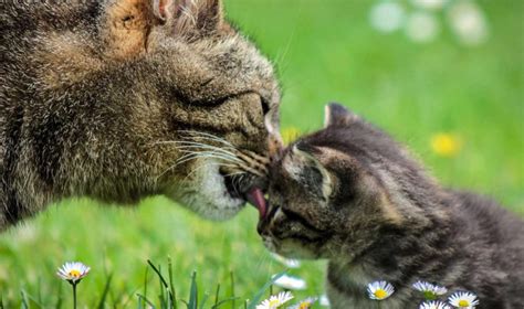 Anak kucing mulai memakan makanan yang biasa dimakan oleh sang induk. Kenapa Kucing Makan Anaknya? Alasannya Bikin Kaget ...