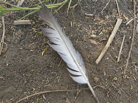 Bird Feathers In Compost - Tips For Adding Feathers To Compost