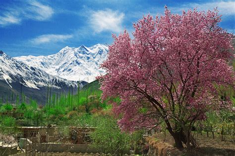 5 Places Every Pakistani Needs To Visit To Witness The Magical Cherry