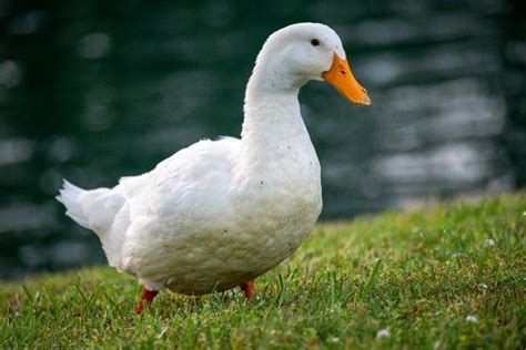 15 Domestic Duck Breeds With Pictures Pet Keen Online Store