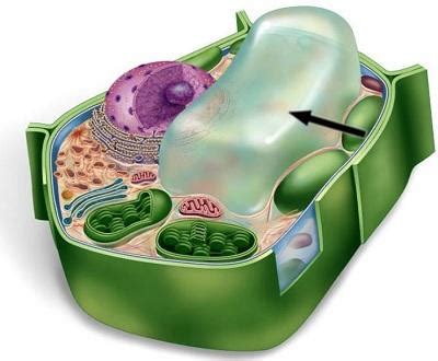 In addition, cells vary greatly in size, form, structure, and function. Vacuole: Definition, Structure, Function and Role in the Cell