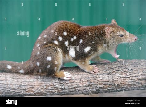 Spotted Tailed Quoll On A Branch Tasmania Australia Stock Photo Alamy
