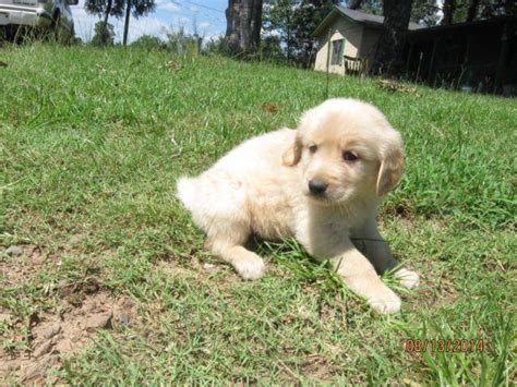 These cute, friendly golden retriever pups are family raised with lots of tlc and are very. Golden Retriever Puppies for Sale in Knoxville, Arkansas ...