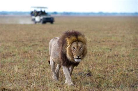 Fra Nairobi 2 Dages Privat Safari I Masai Mara Med Måltider Getyourguide