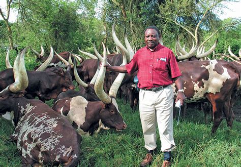 The country's deputy president defeated former cabinet. Ankole Longhorn: Cyril Ramaphosa's passion and pride
