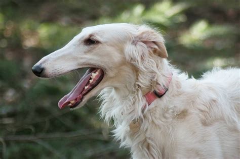 The Internet Is In Love With This Borzoi And Her Over One Foot Long