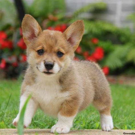 Beautiful ranch raised corgi puppies for sale four hundered for males and females. Welsh Corgi Mix Puppies For Sale | Greenfield Puppies