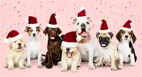 Free Photo Group Of Puppies Celebrating A New Year