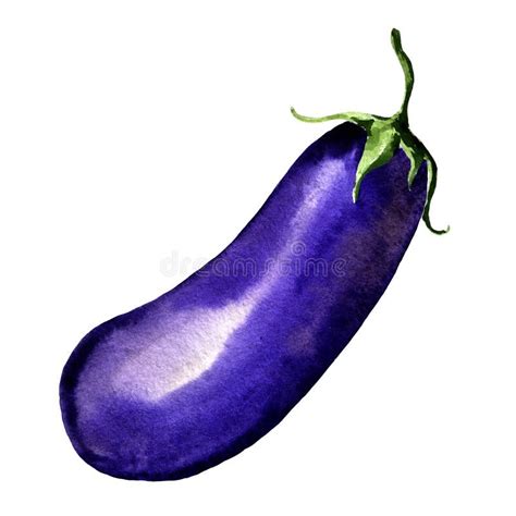 Water Color Hand Painted Vegetable Eggplant On White Background Stock