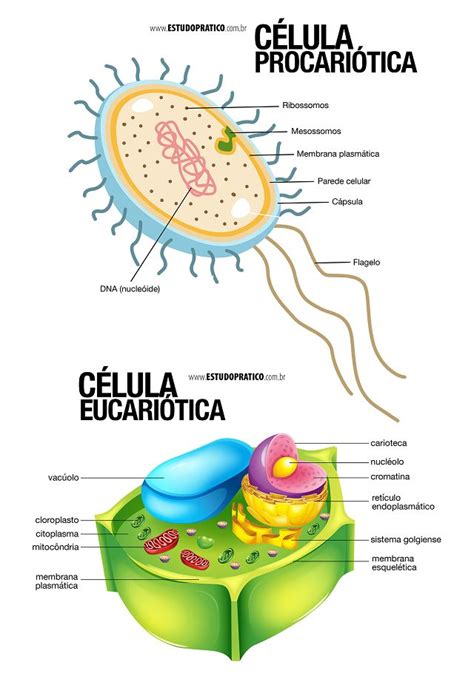 Estrutura Da Celula Eucarionte E Procarionte Detalhes Científicos
