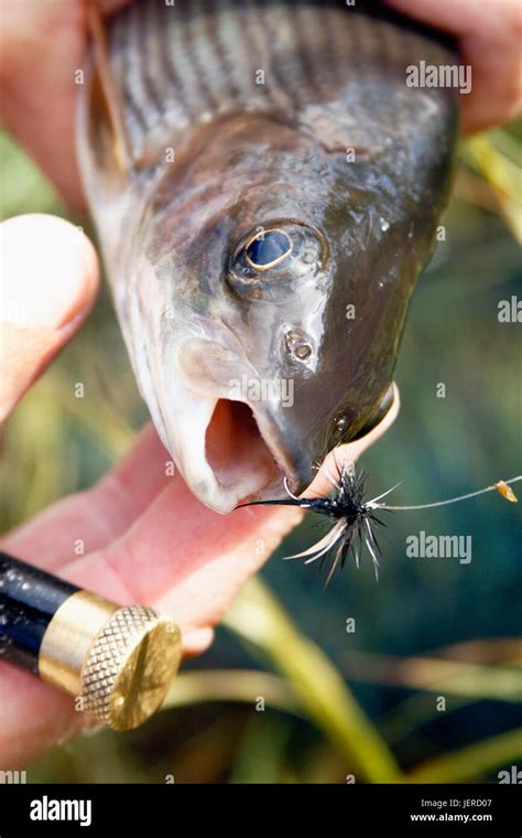 Fish On Hook Stock Photo Alamy